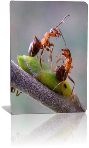Как бороться с муравьями